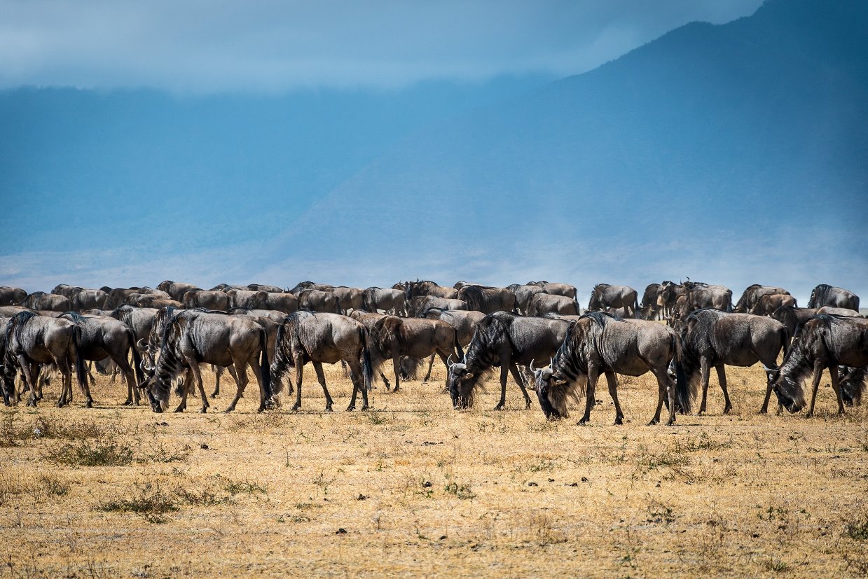 wildebeest.jpg