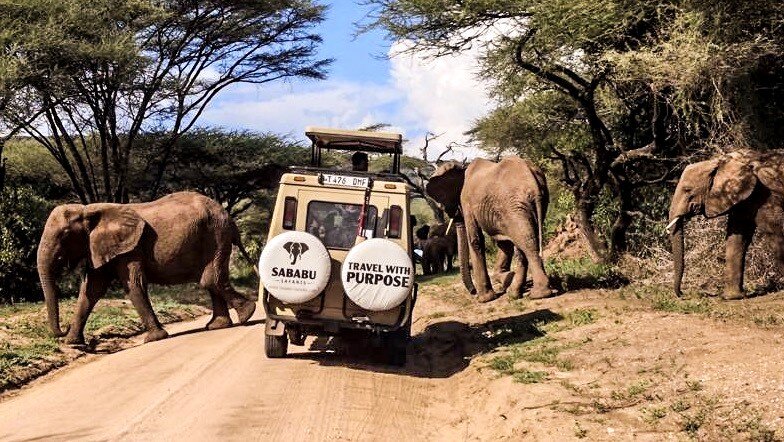 Elephants crossing road on safari (Copy)