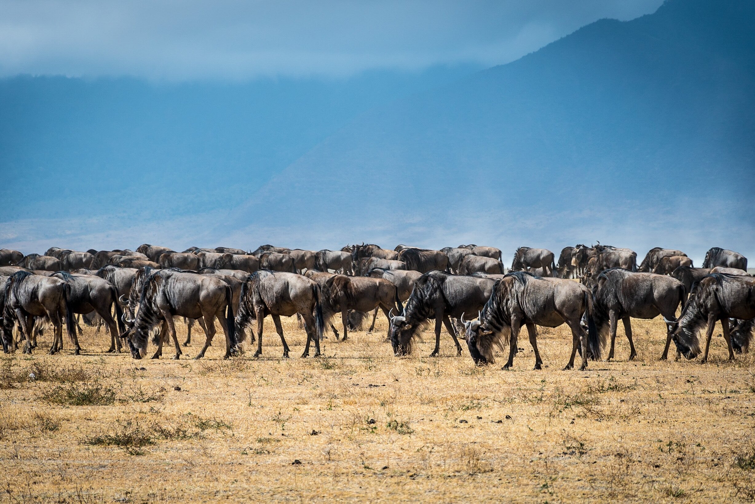 Wildebeest in Ngorongoro Crater