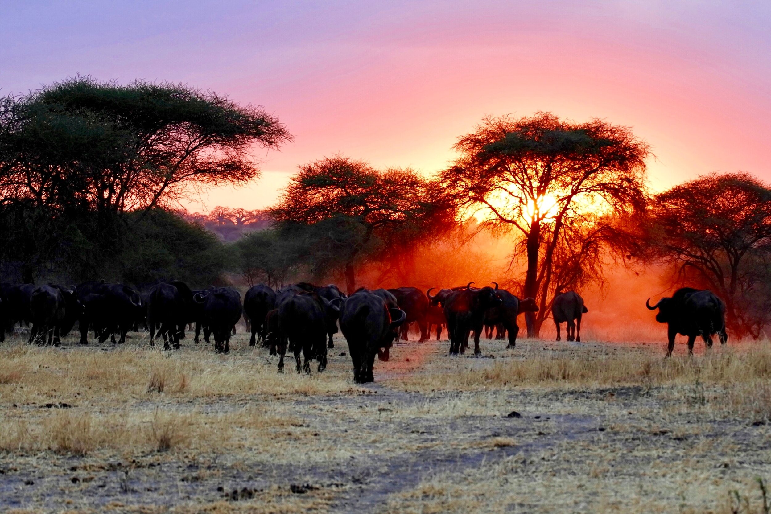 Elephants in sunset