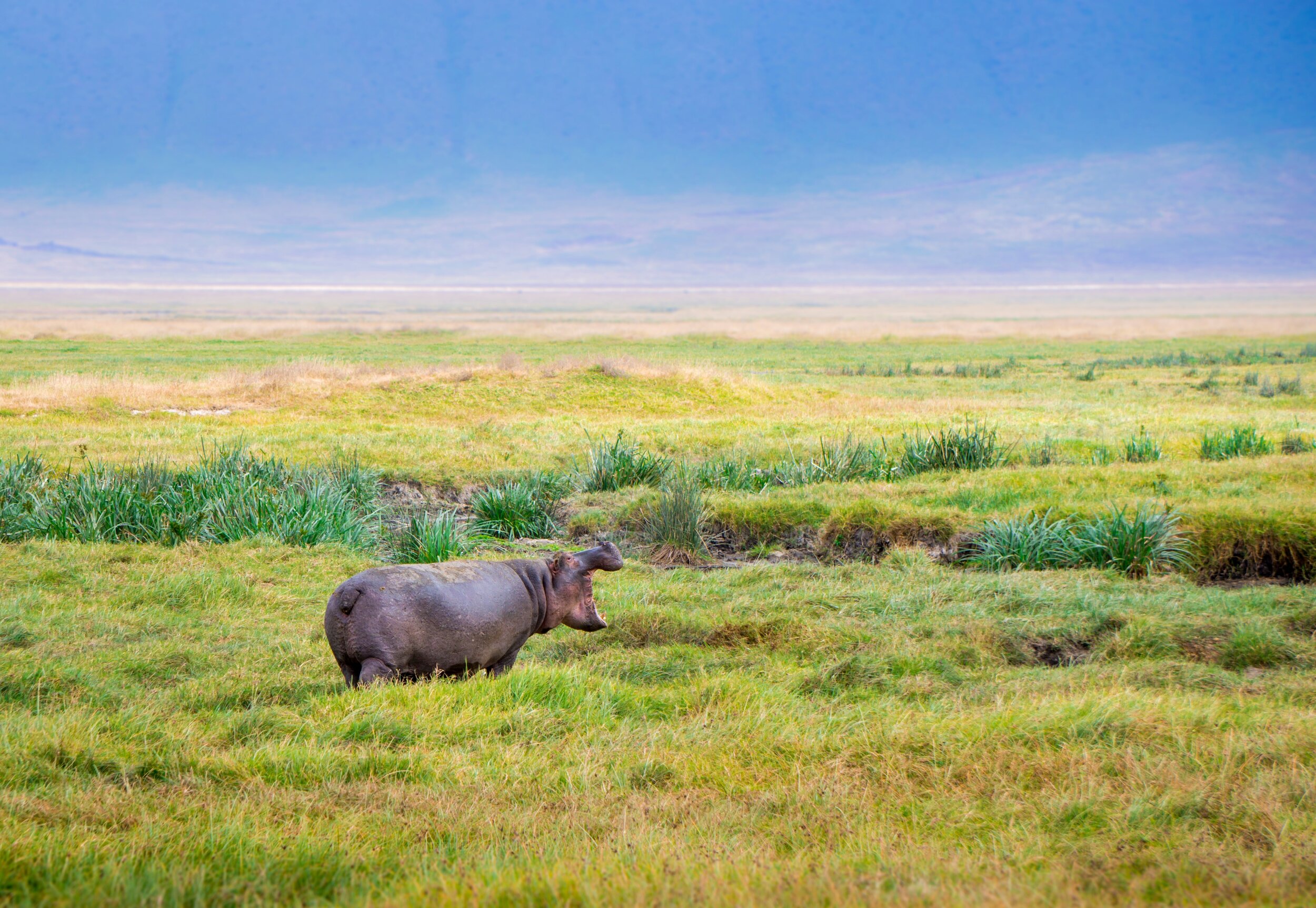 Hippo in Serengeti National Park