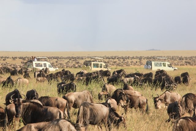 Great Migration with safari vehicles