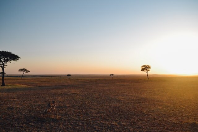 Serengeti Plains Sunset