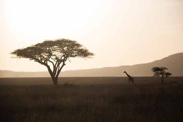 Iconic Serengeti sunset