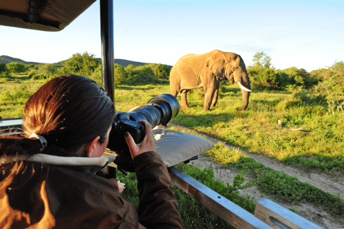 Photo Safari Elephant