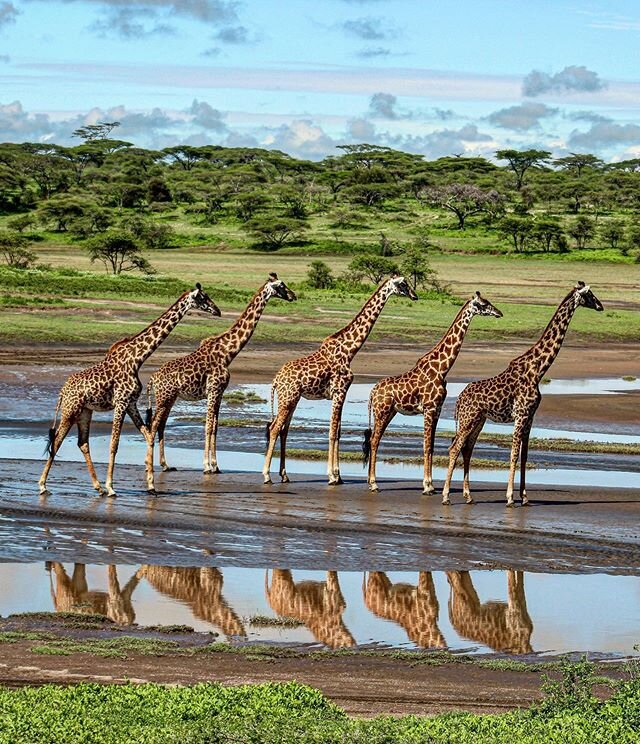 Social Distancing in the giraffe world...🦒🦒🦒🦒🦒