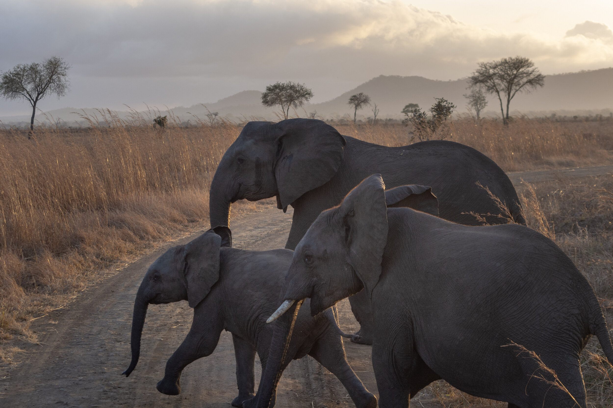 Elephants crossing the road in Tanzania