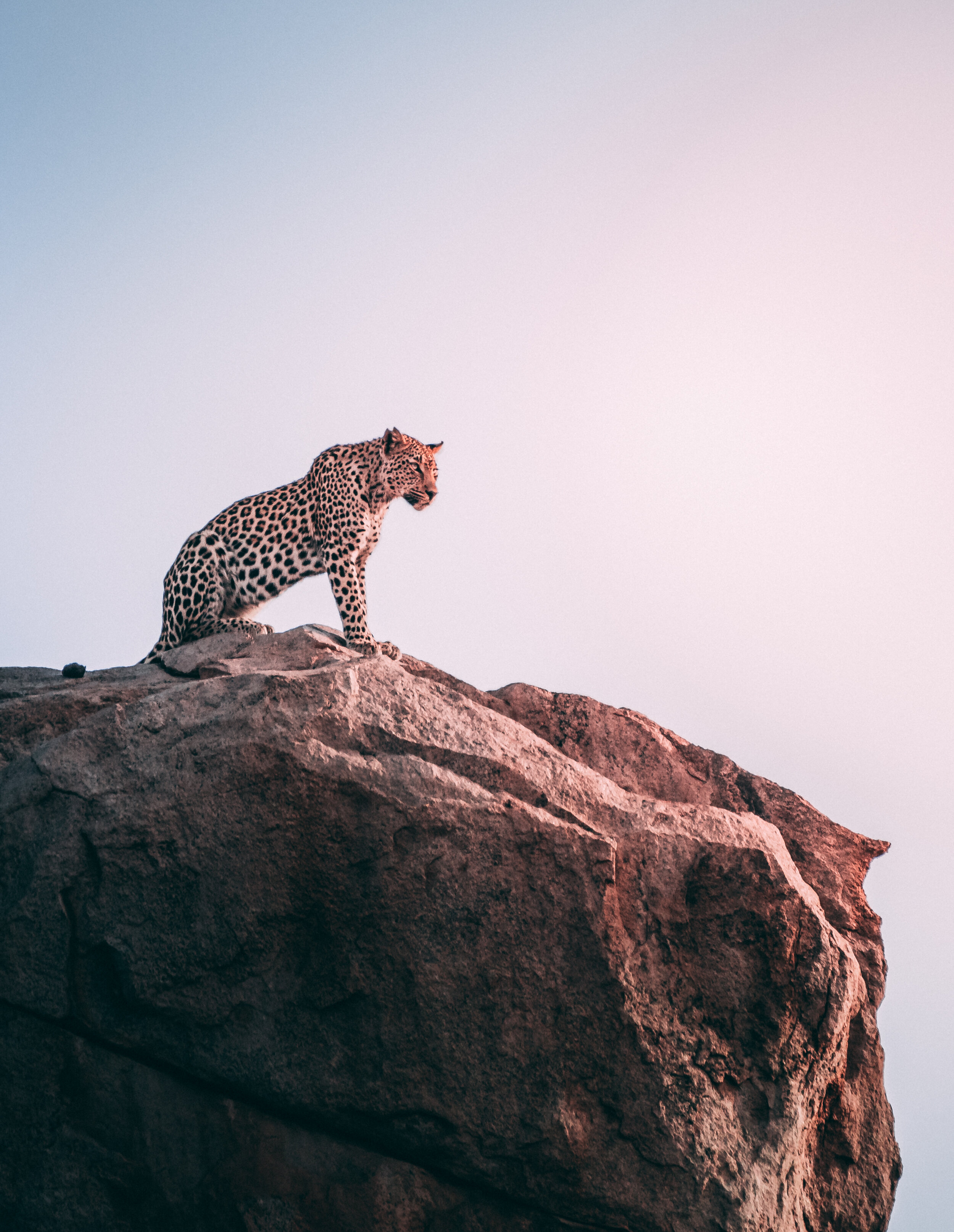 Leopard on rock in Serengeti