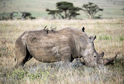 Rhino in Tanzania