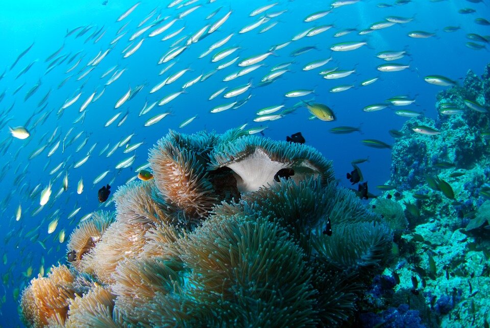 Scuba Diving in Zanzibar (Copy)