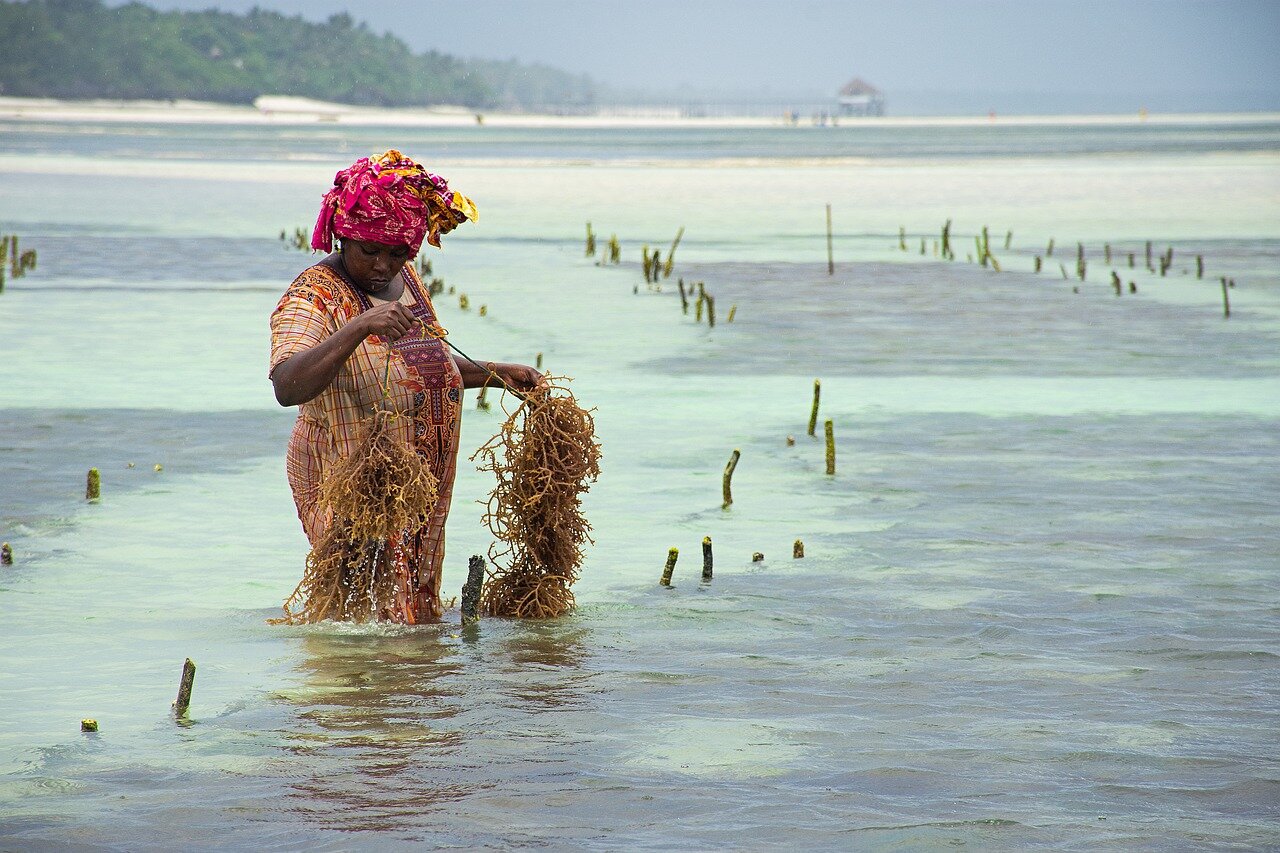 Seaweed Farm Tanzania