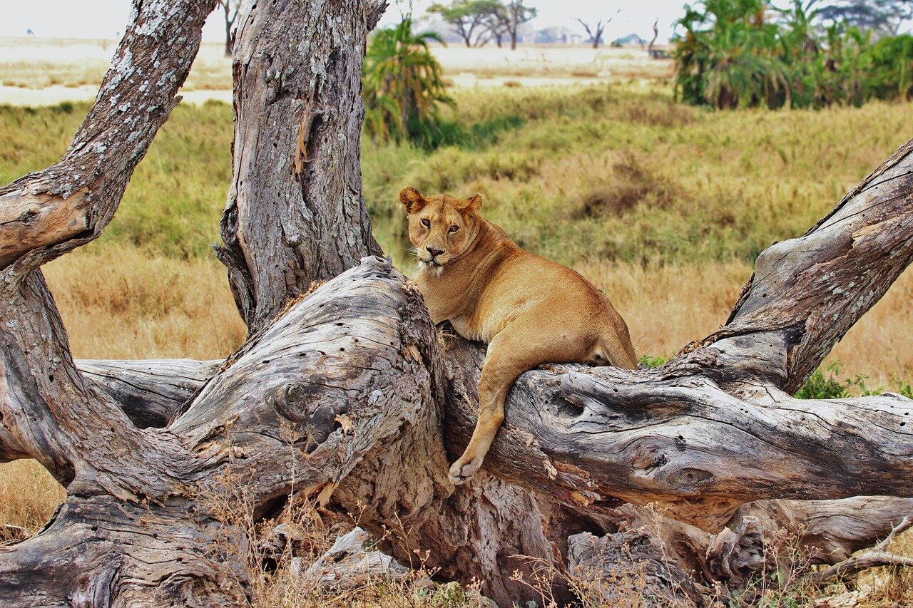 Lion on Tree Serengeti National Park