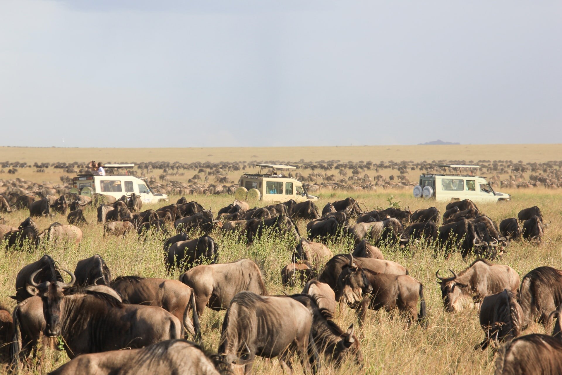 Wildebeest Migration Serengeti