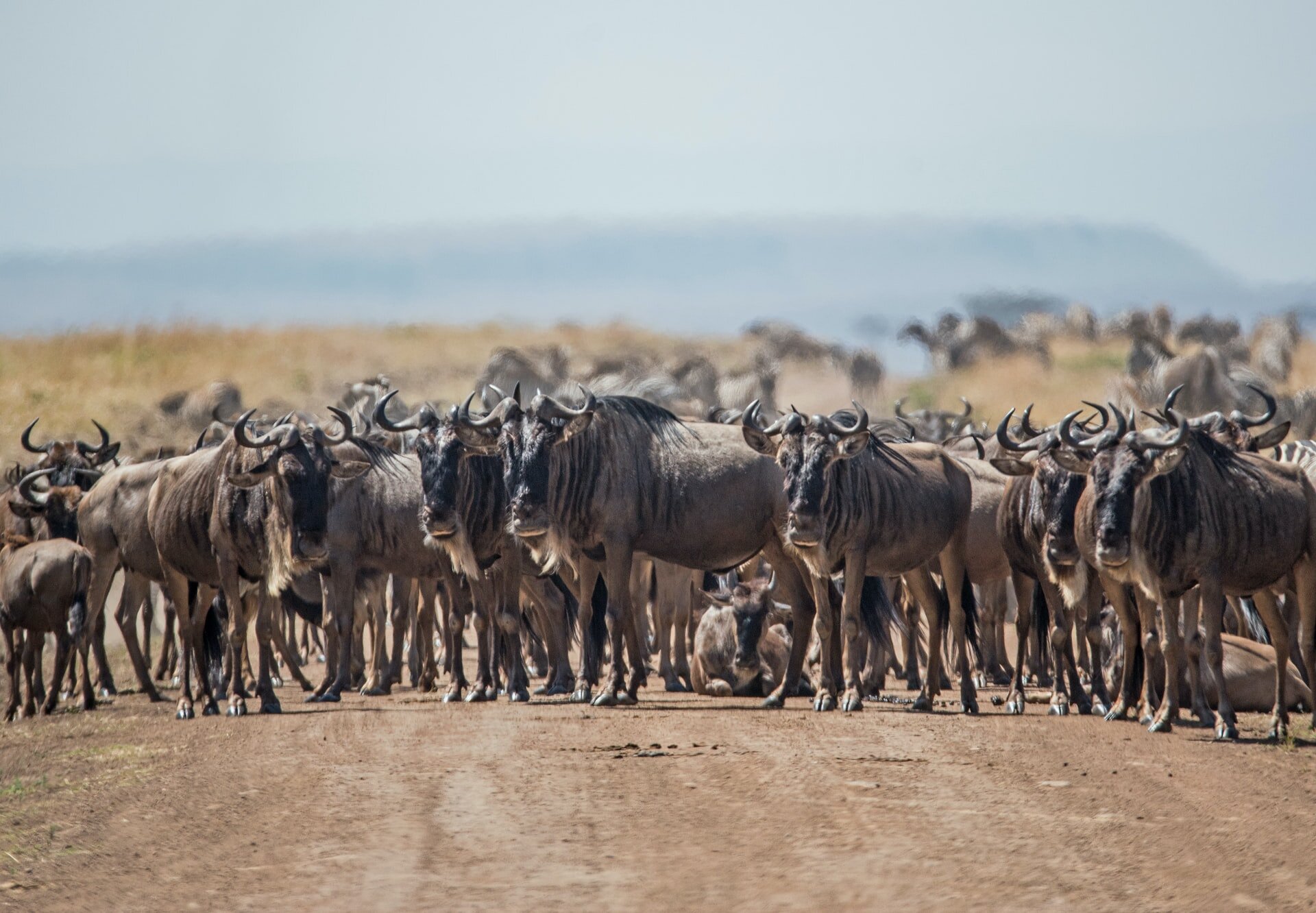 Wildebeest on Serengeti Road