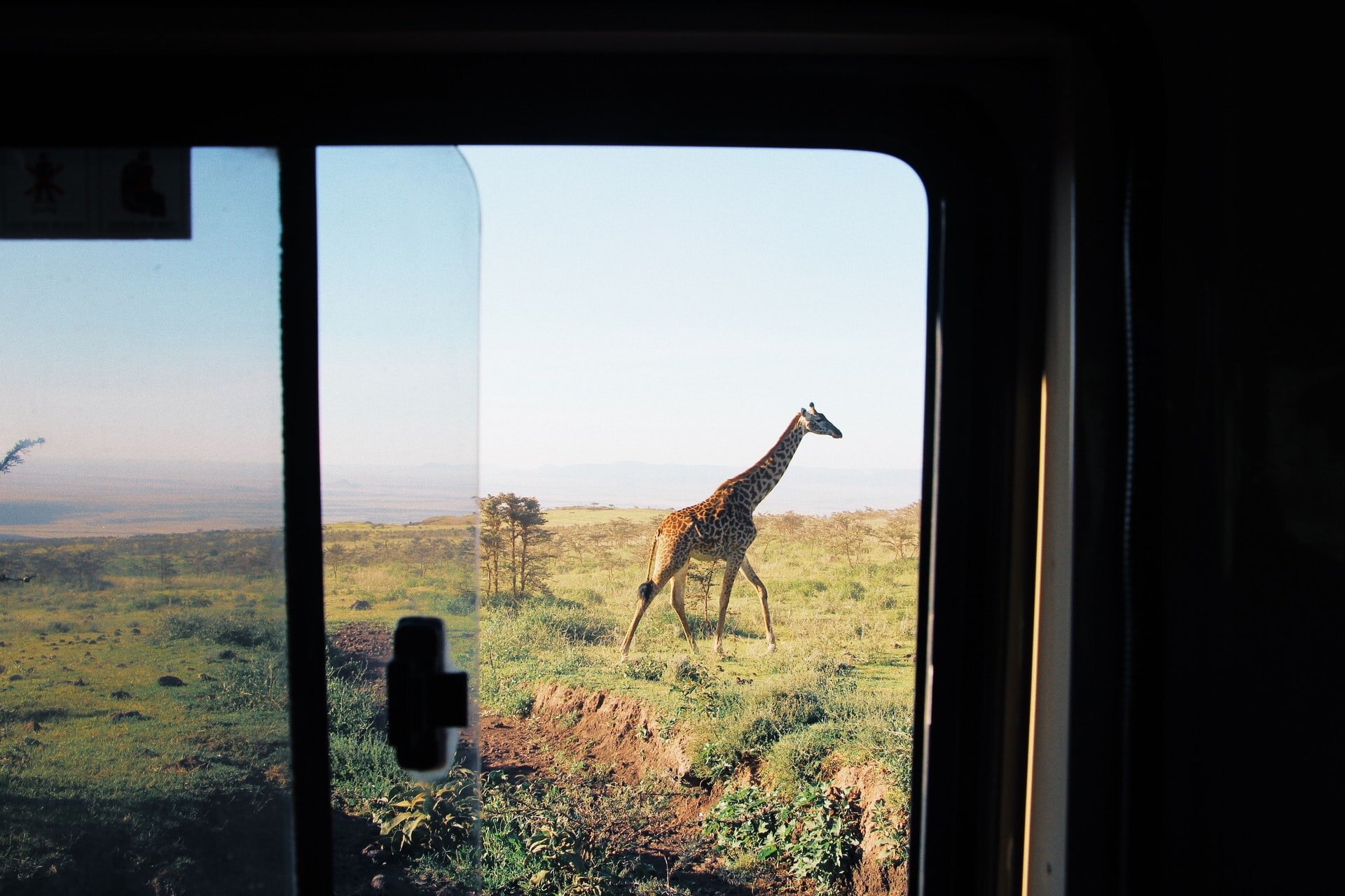 Giraffe seen from safari vehicle (Copy)