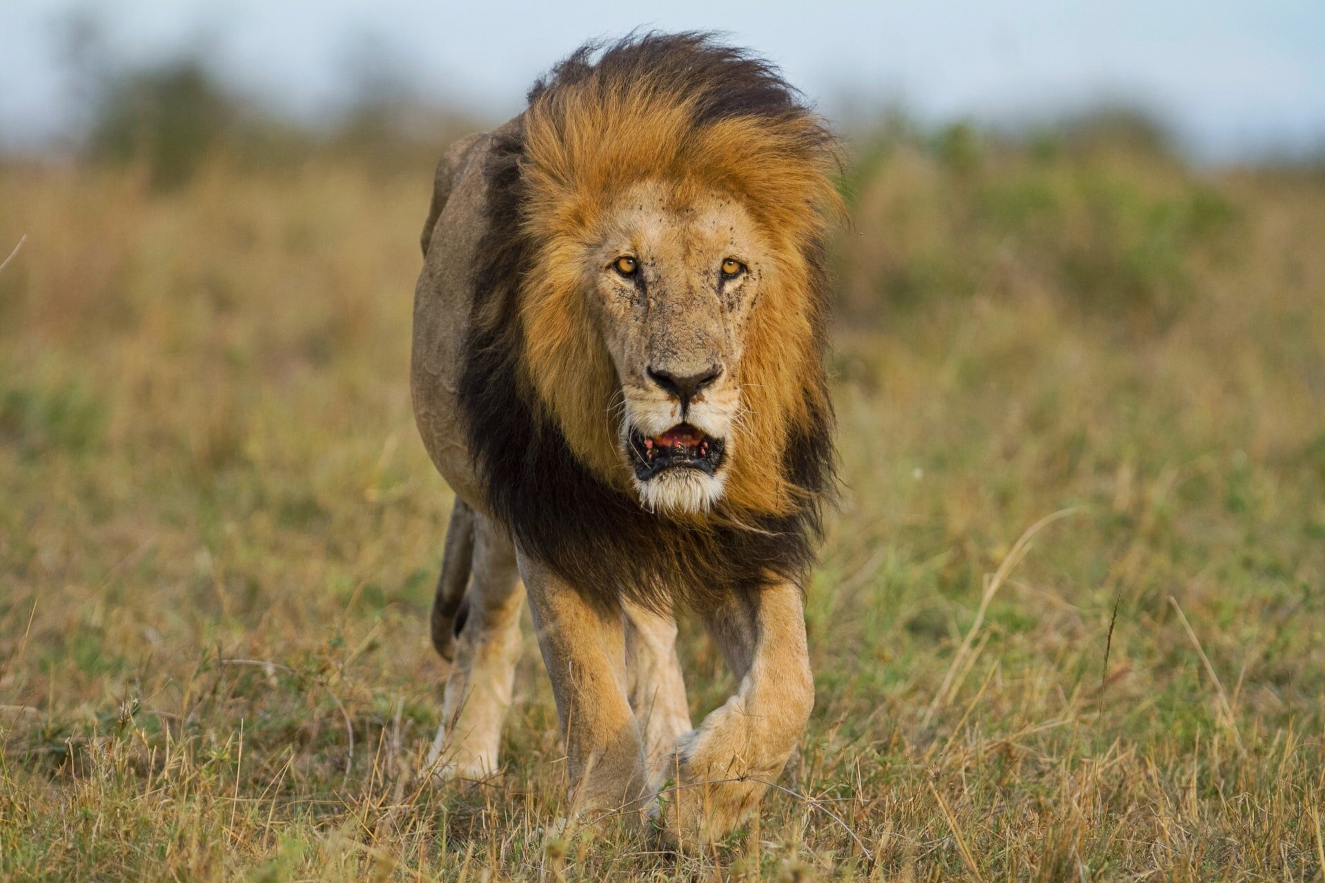 Male lion in Serengeti (Copy)
