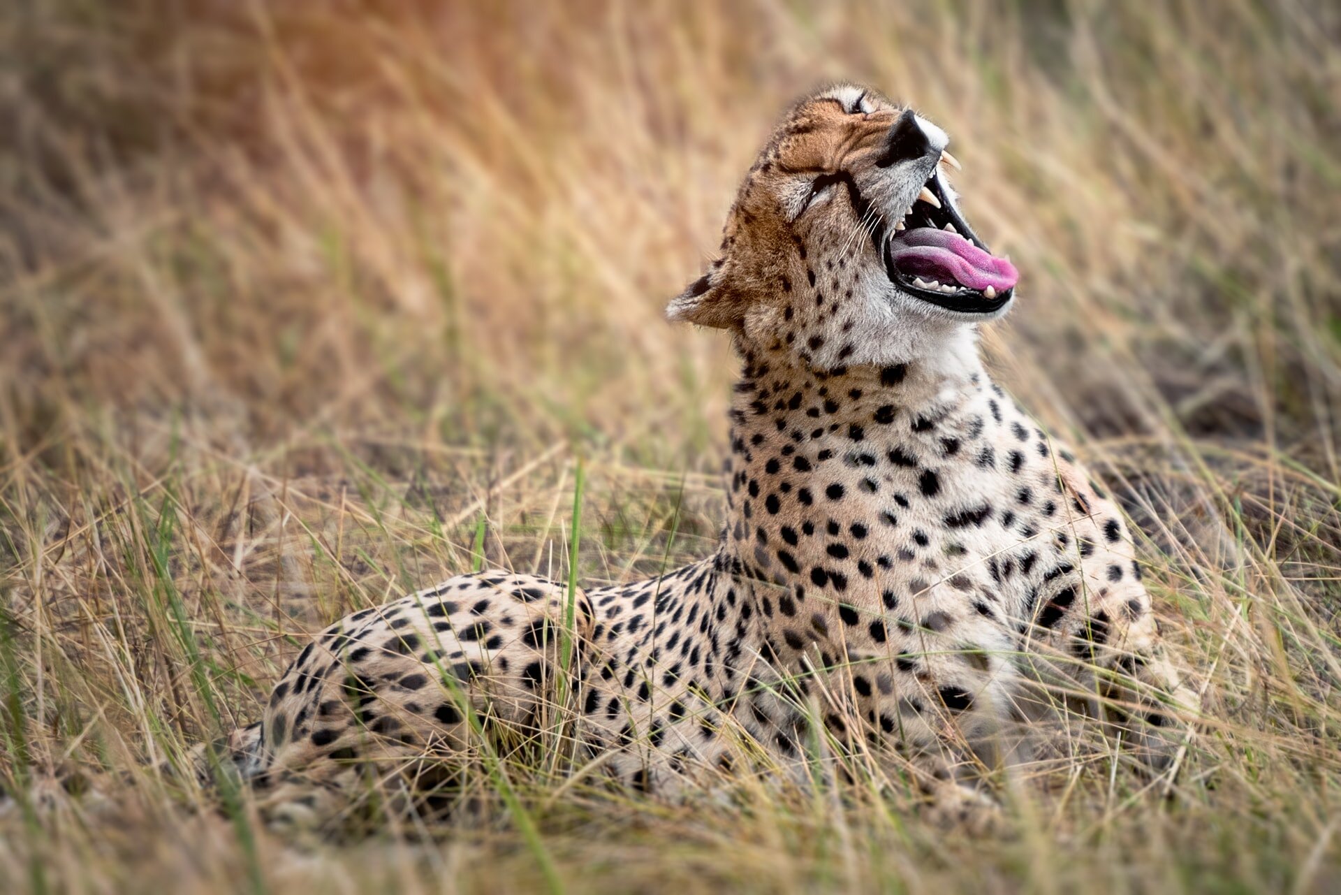 Yawning Cheetah in Serengeti