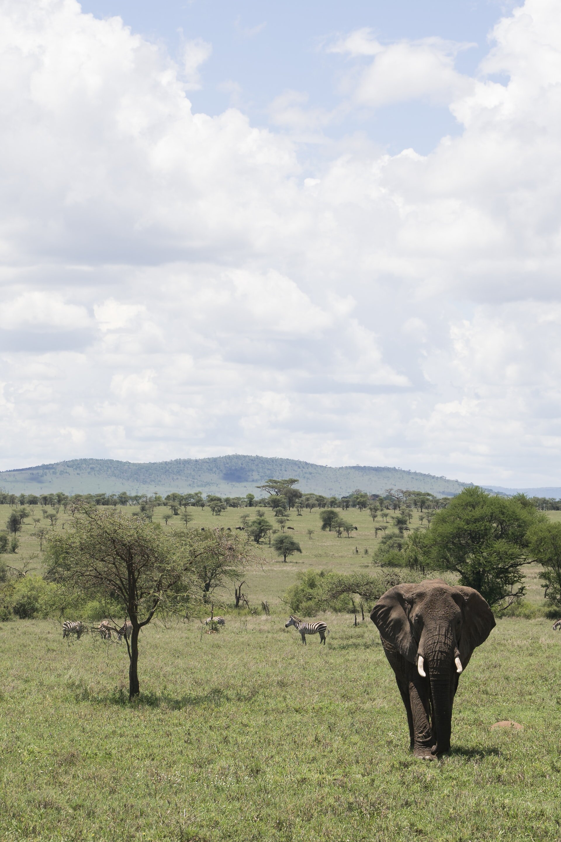 Elephant walking in Serengeti Plains