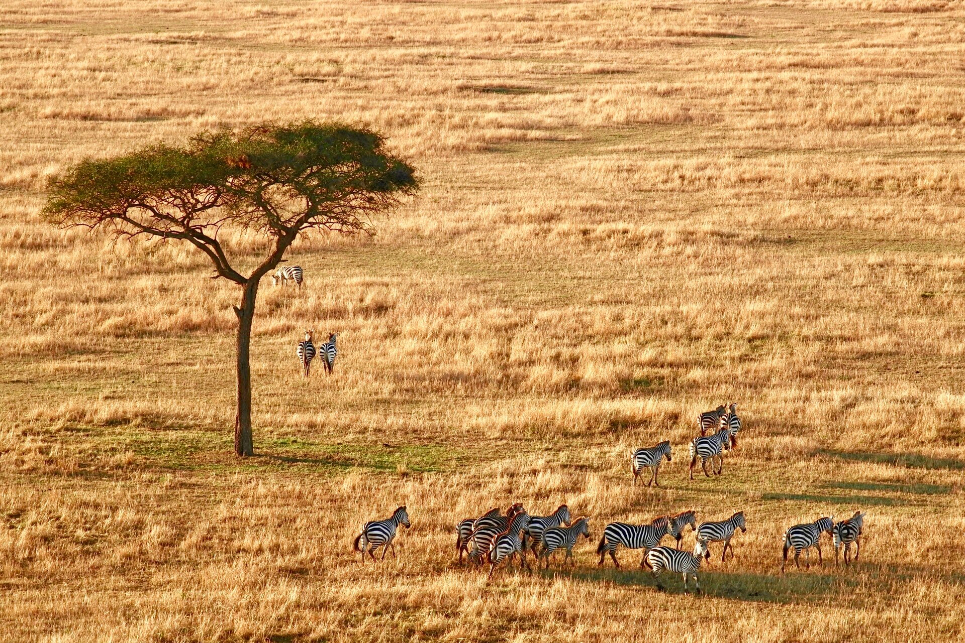 Zebras in Serengeti Plains