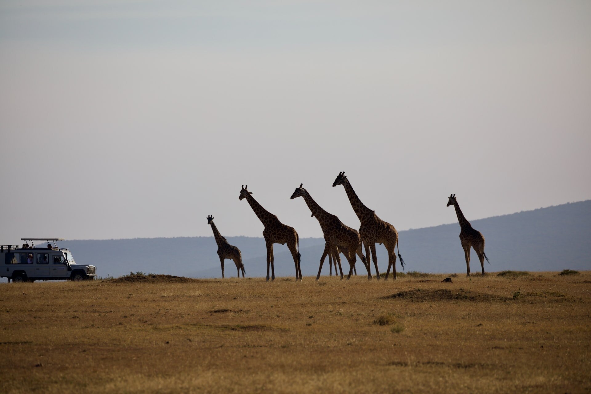 Giraffes on safari