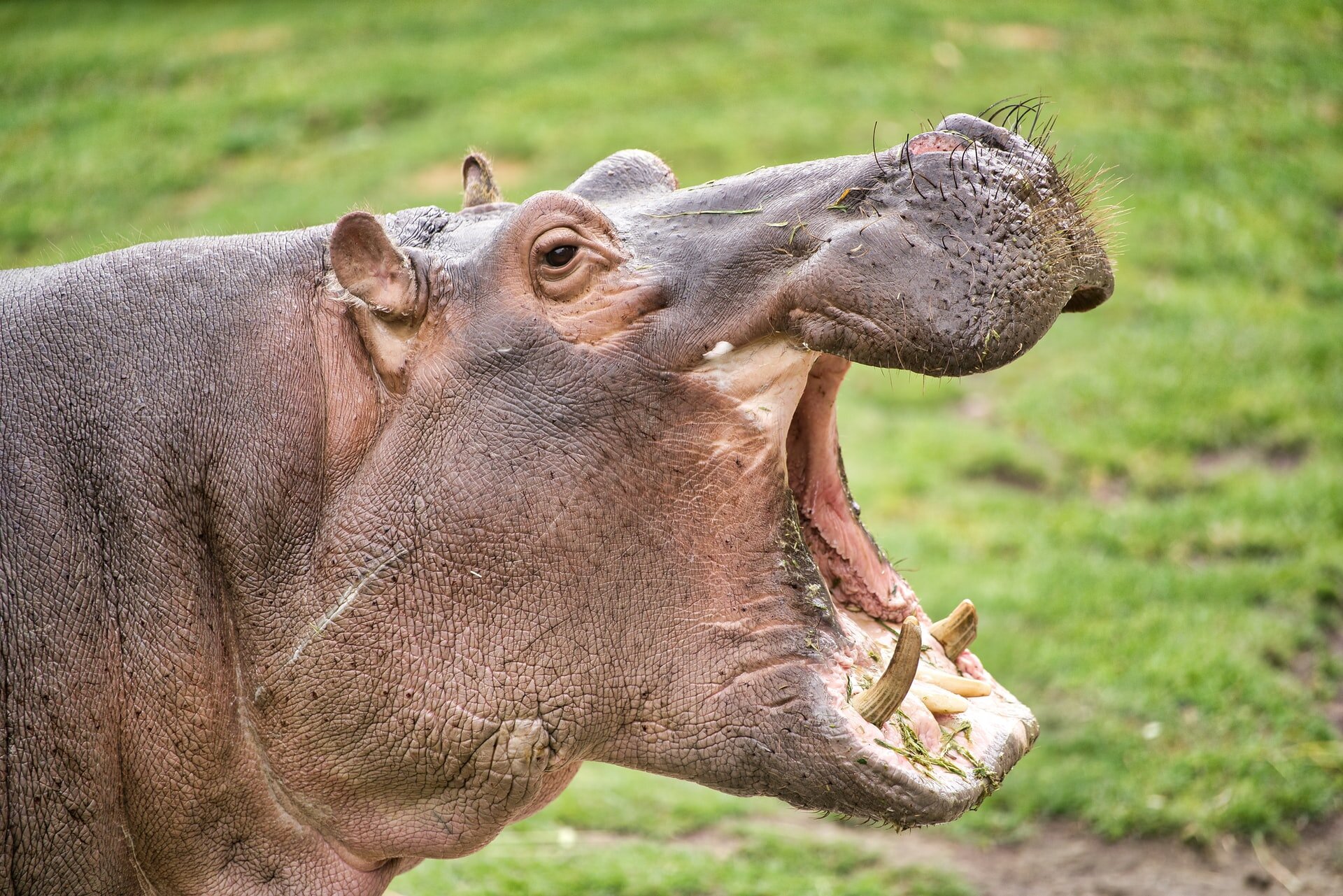 Hippo in Tanzania