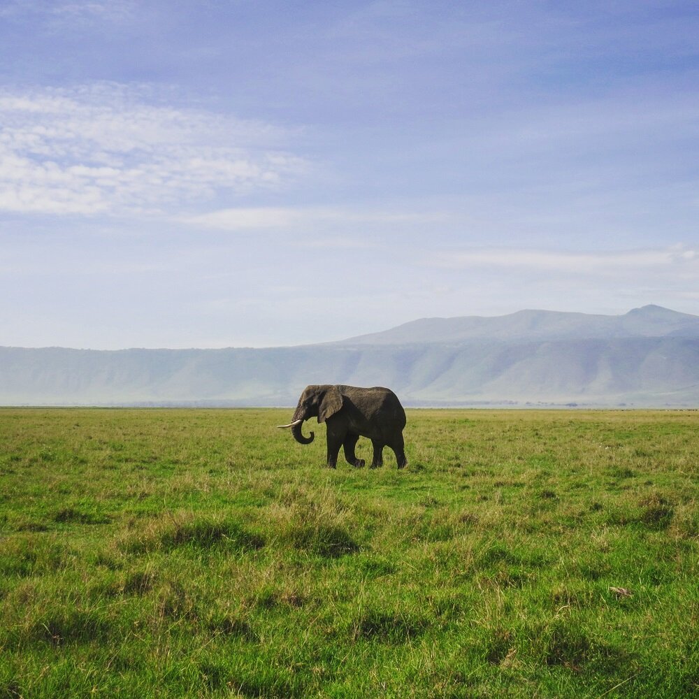 Elephant in Ngorongoro Crater