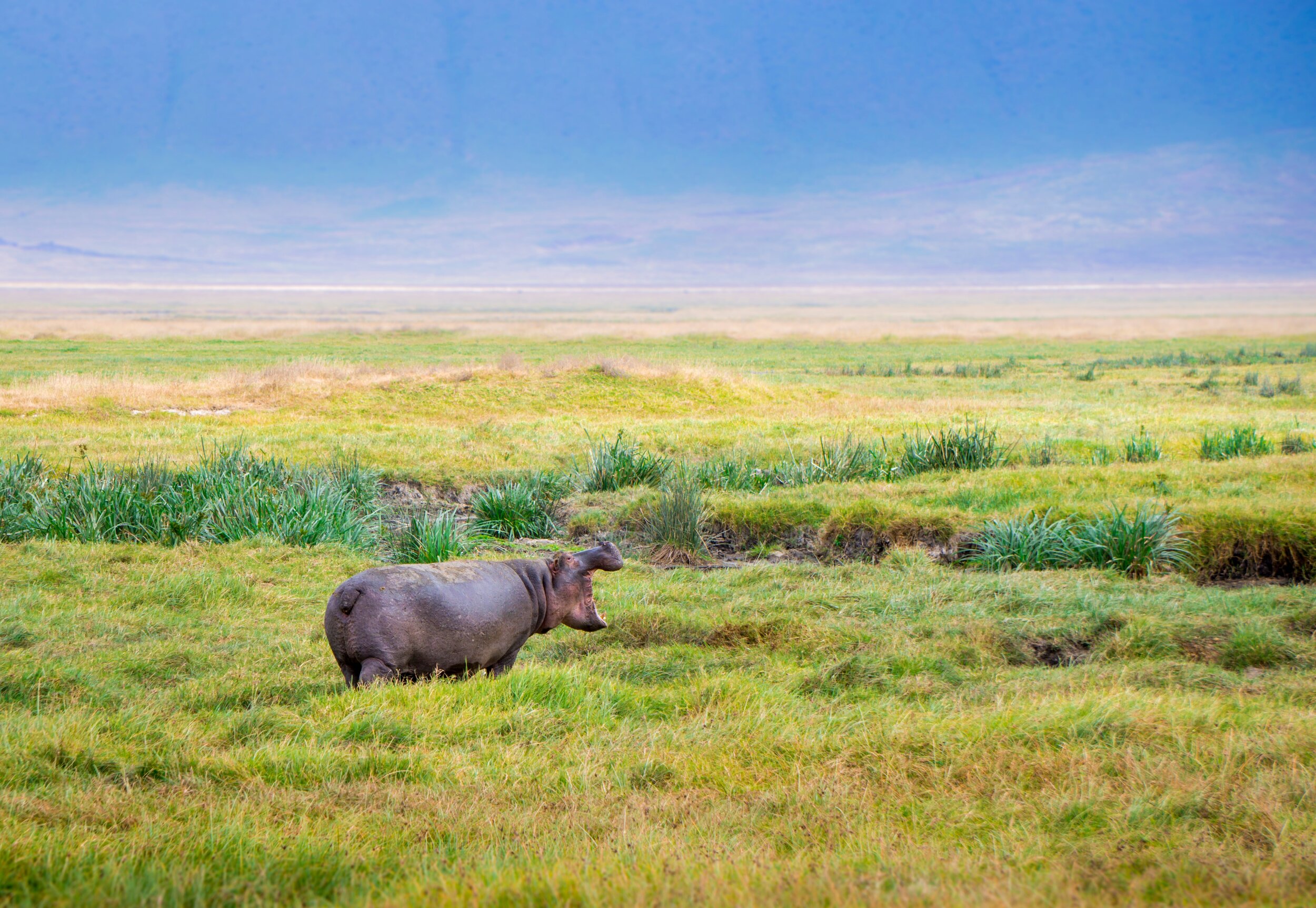 Hippo in Ngorongoro Crater