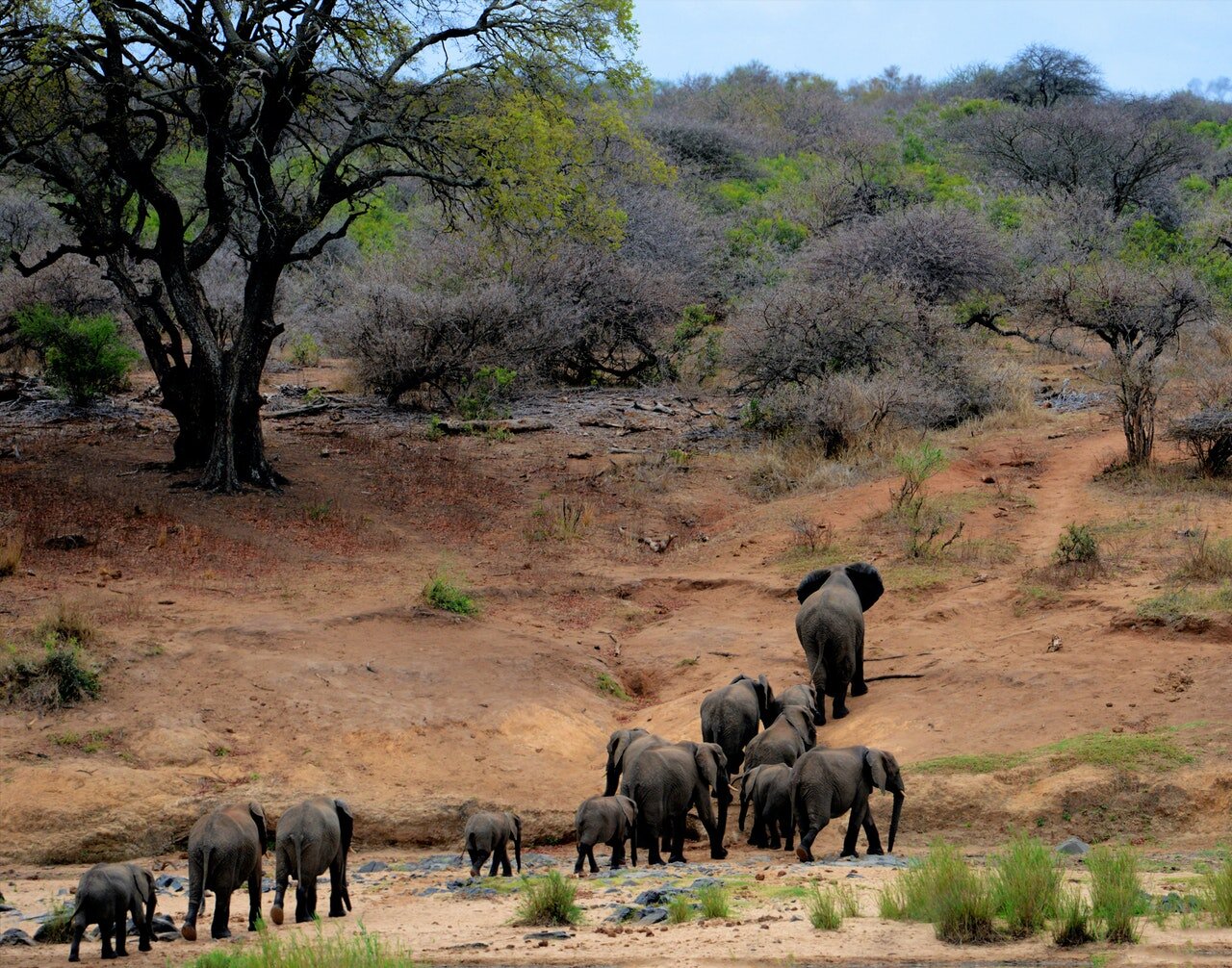Elephants at Tarangire River (Copy)