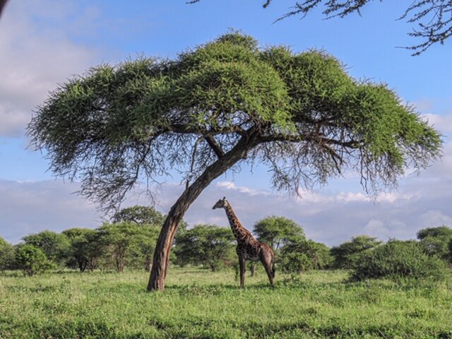 Giraffe under Acacia Tree