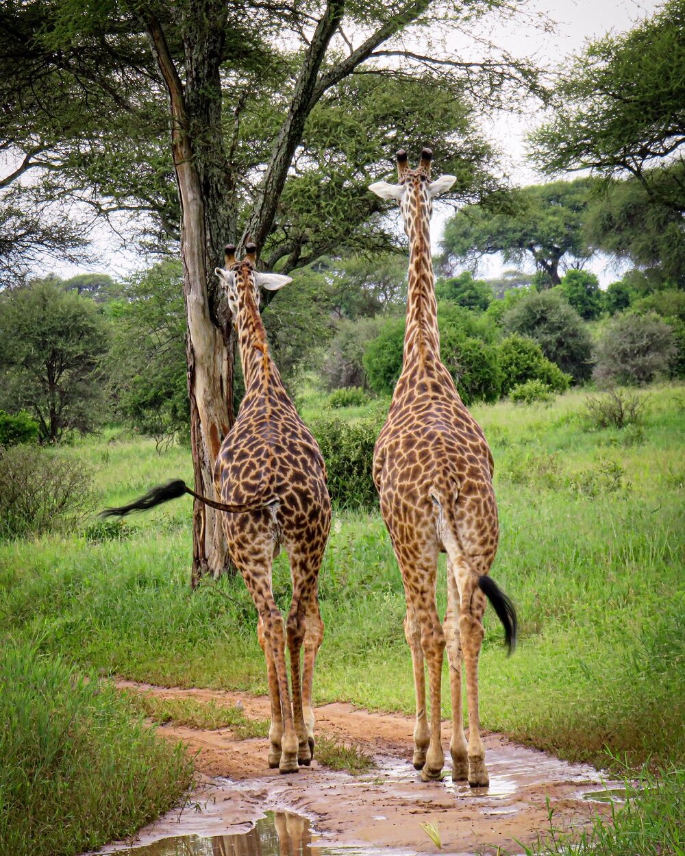 Giraffes in Tarangire National Park (Copy)