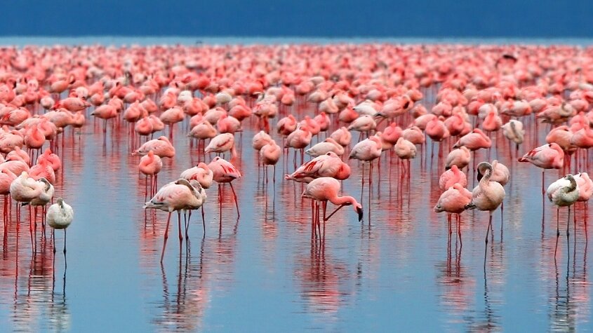 Flamingos at Lake Manyara