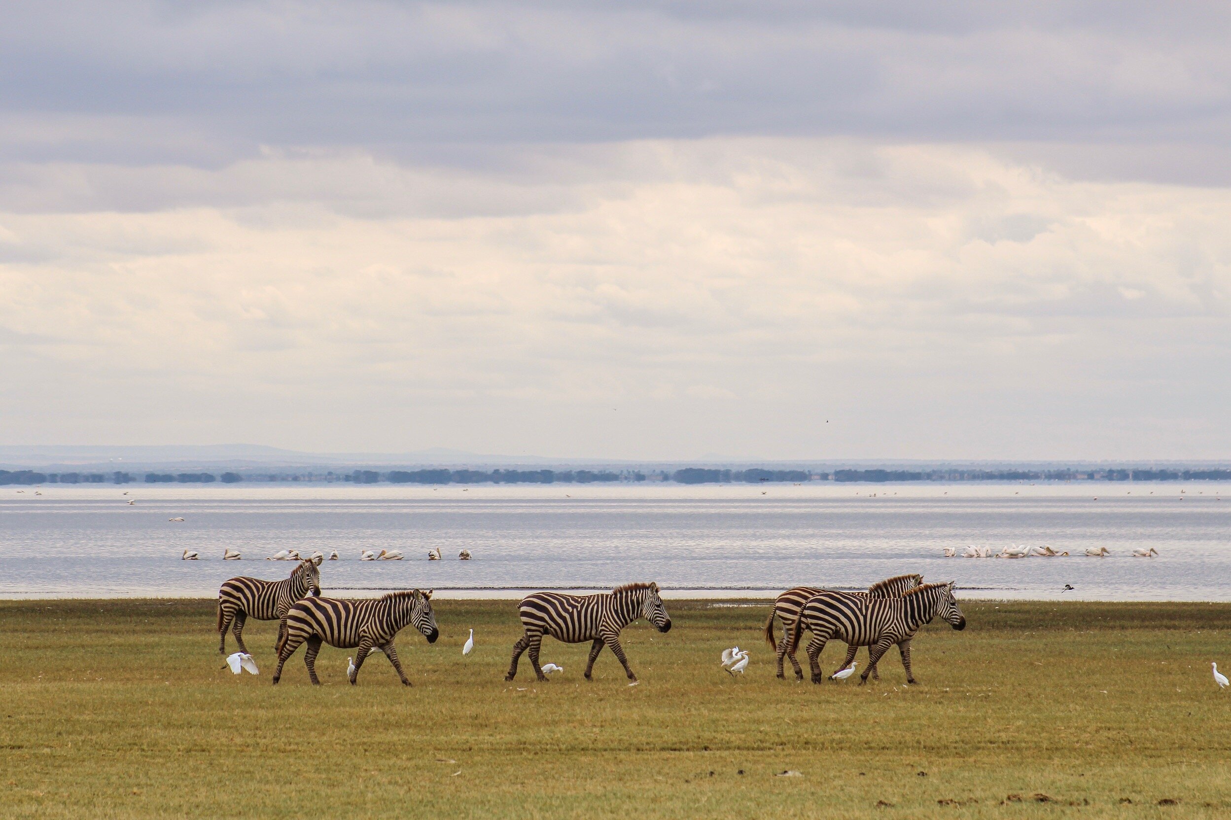 Lake Manyara Lakeshore