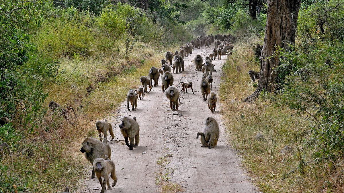 Baboons in Lake Manyara (Copy)