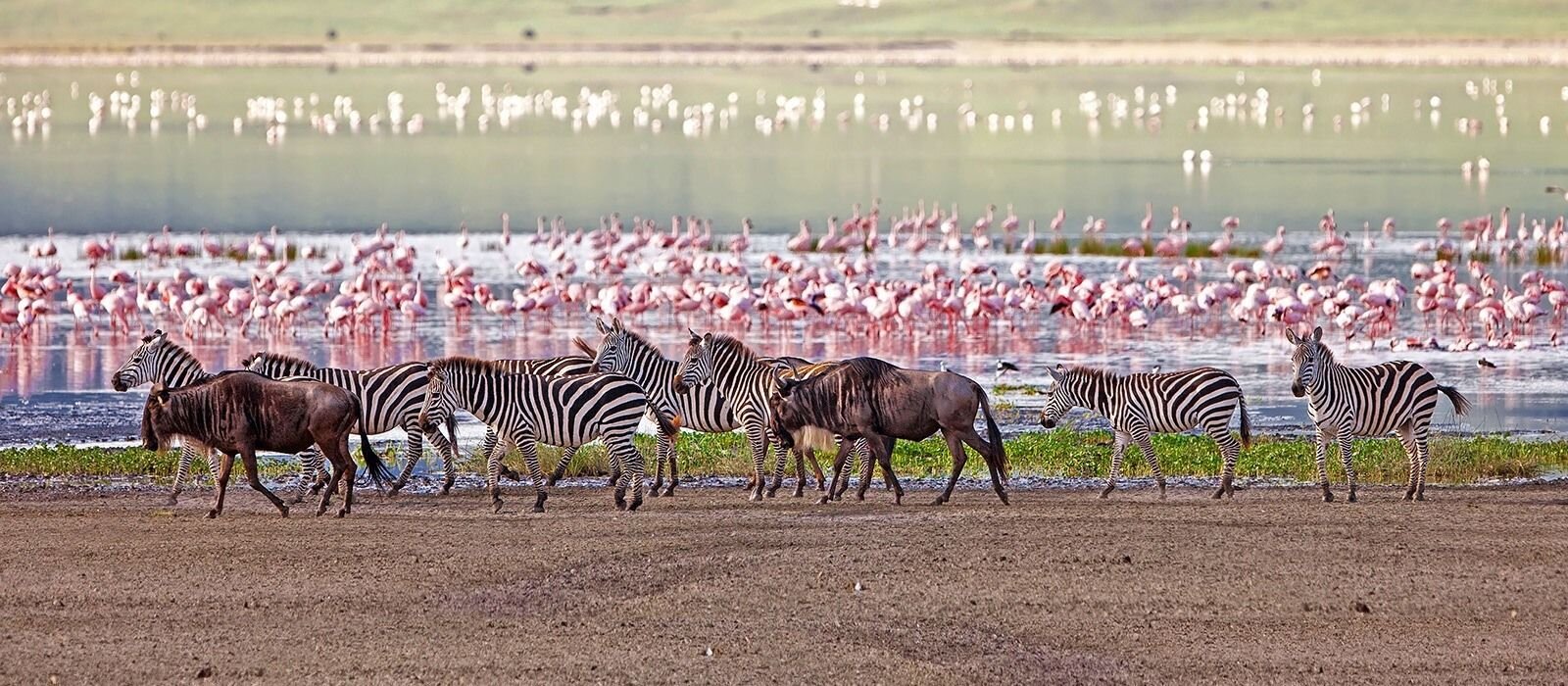 Wildlife at Lake Manyara