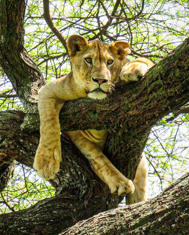 Tree climbing Lion Lake Manyara