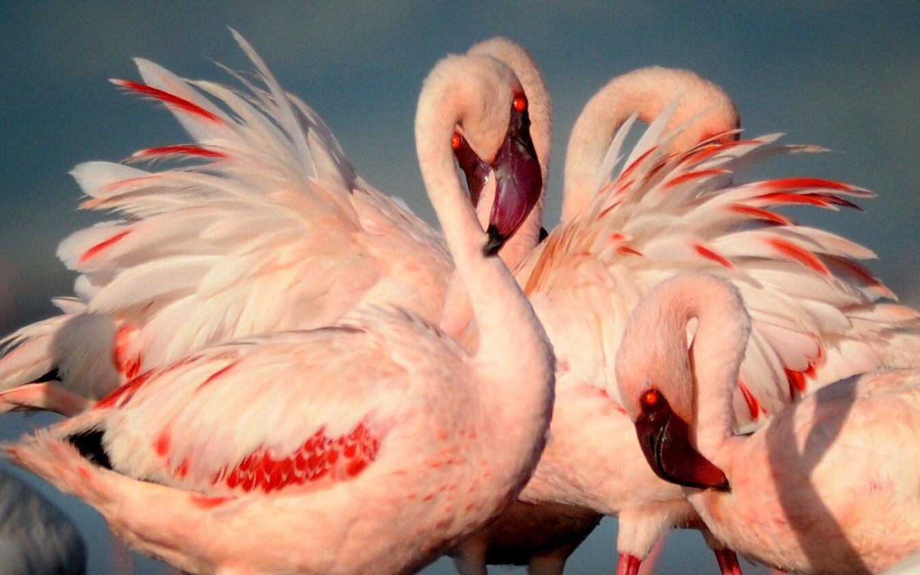 Flamingos at Lake Natron (Copy)