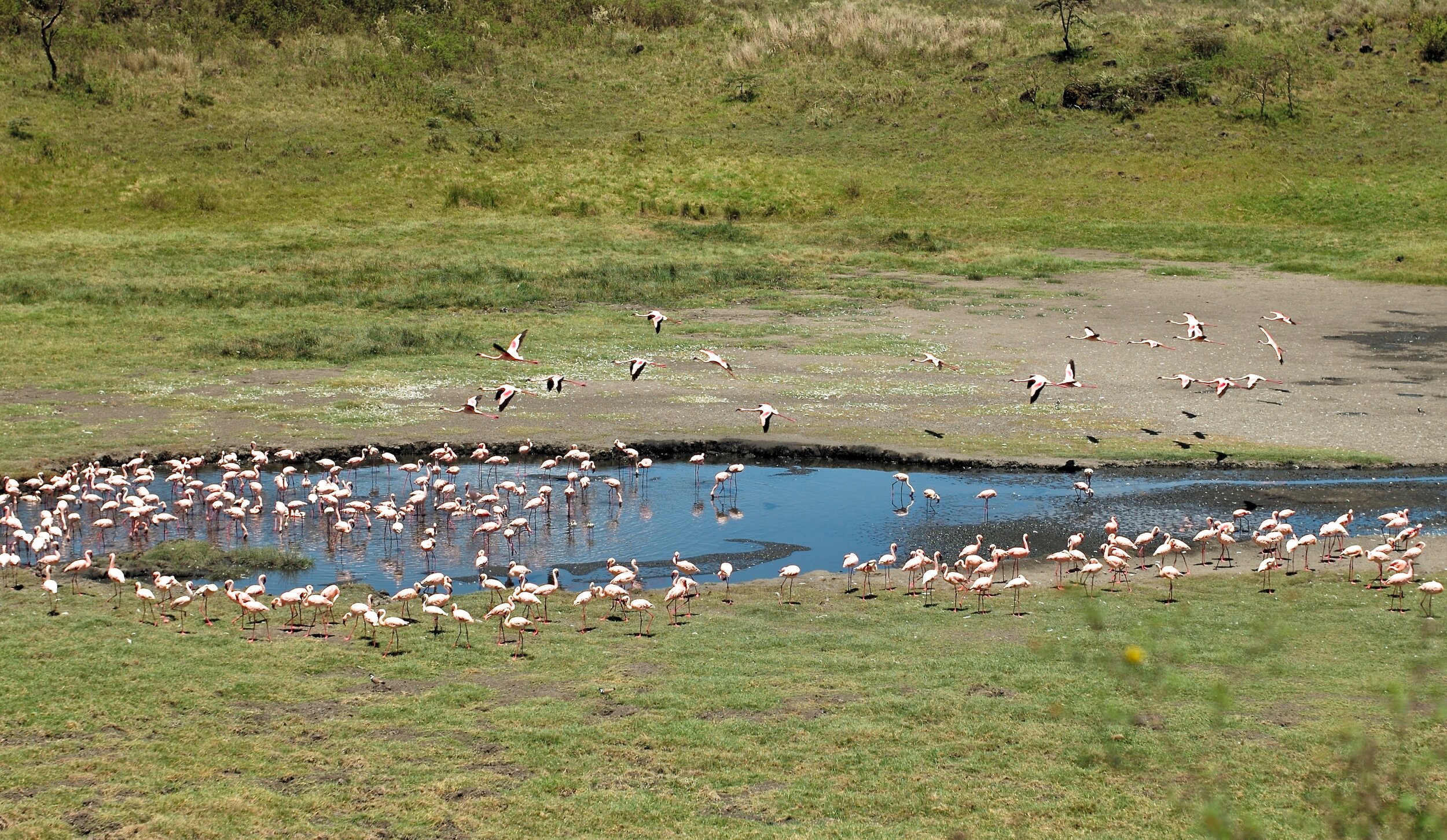 Flamingos Arusha National Park (Copy)