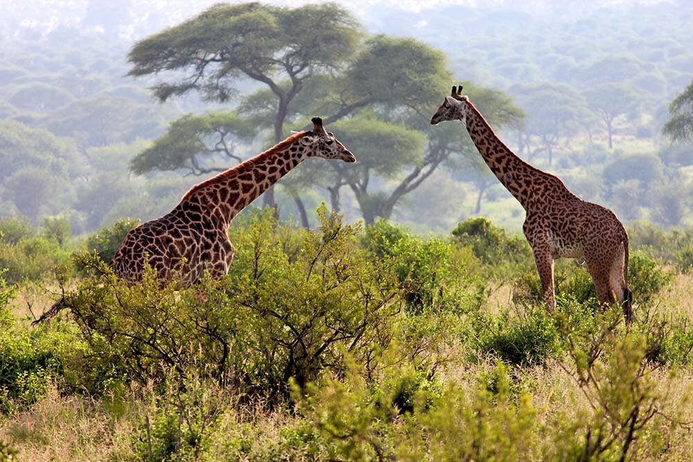 Giraffe in Arusha National Park