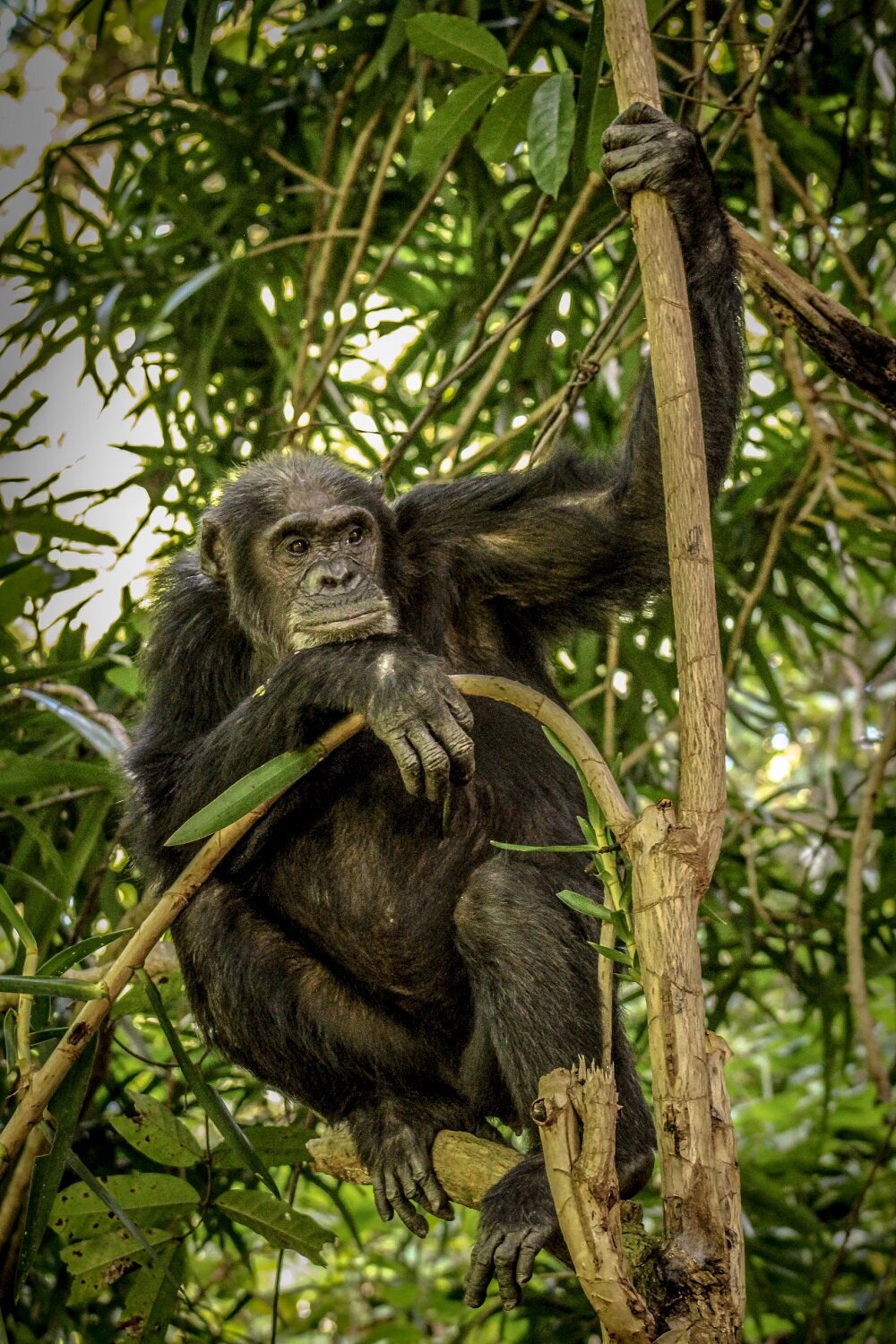 Chimpanzee Trekking Mahale Mountains