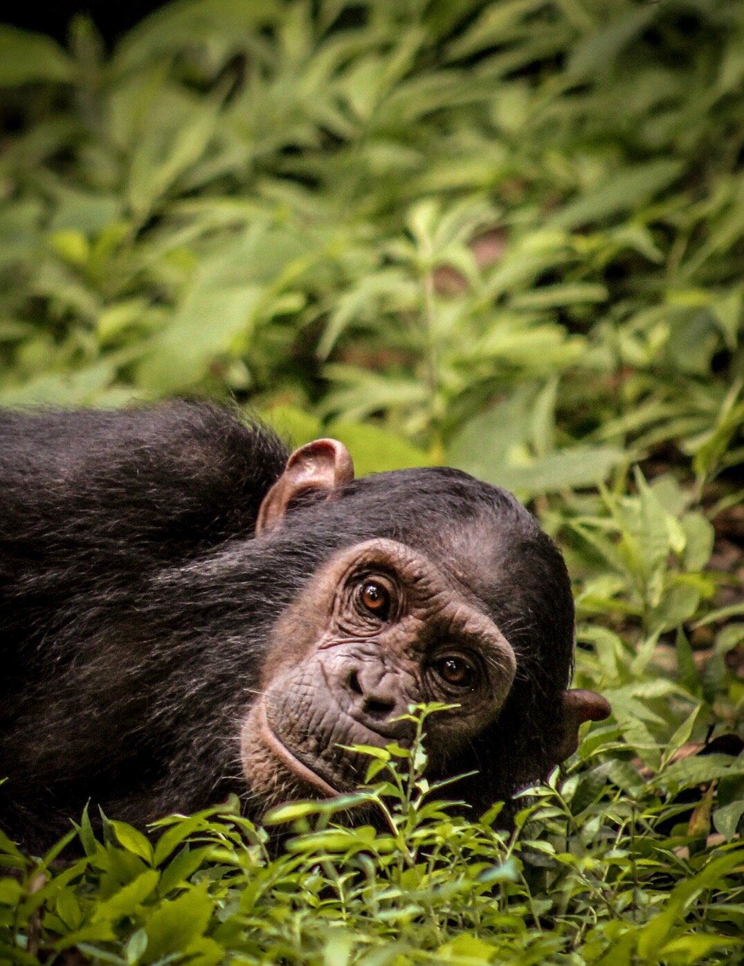 Mahale Mountains Chimpanzee