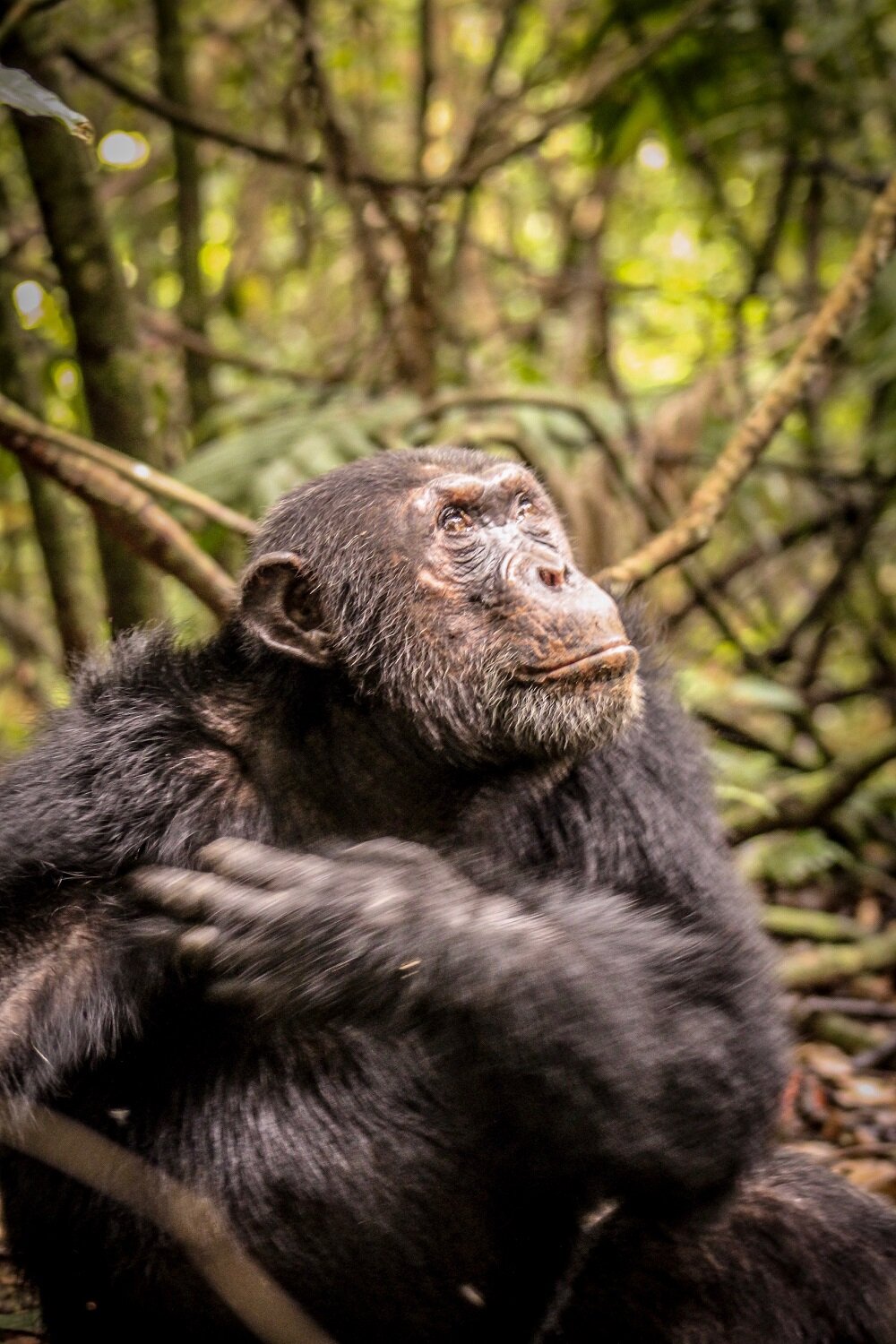 Alpha Male Chimpanzee Mahale M-Group