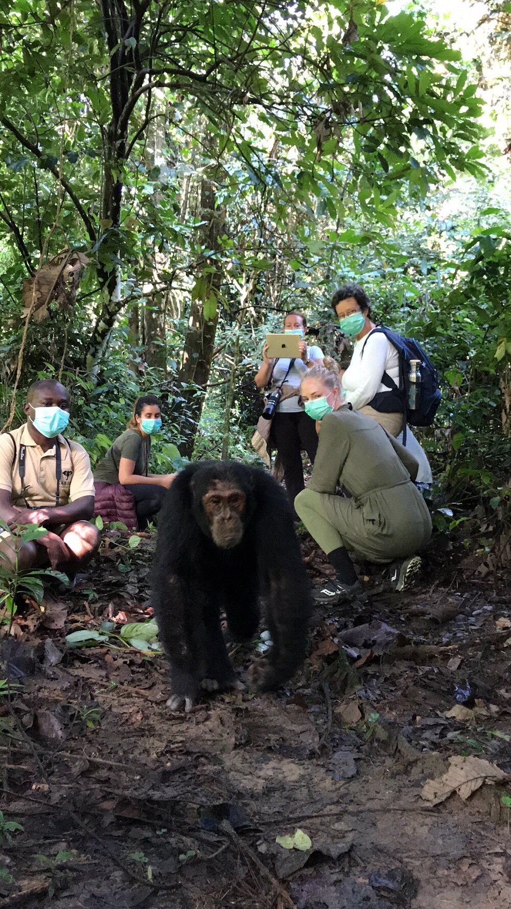 Encountering Chimp in Mahale