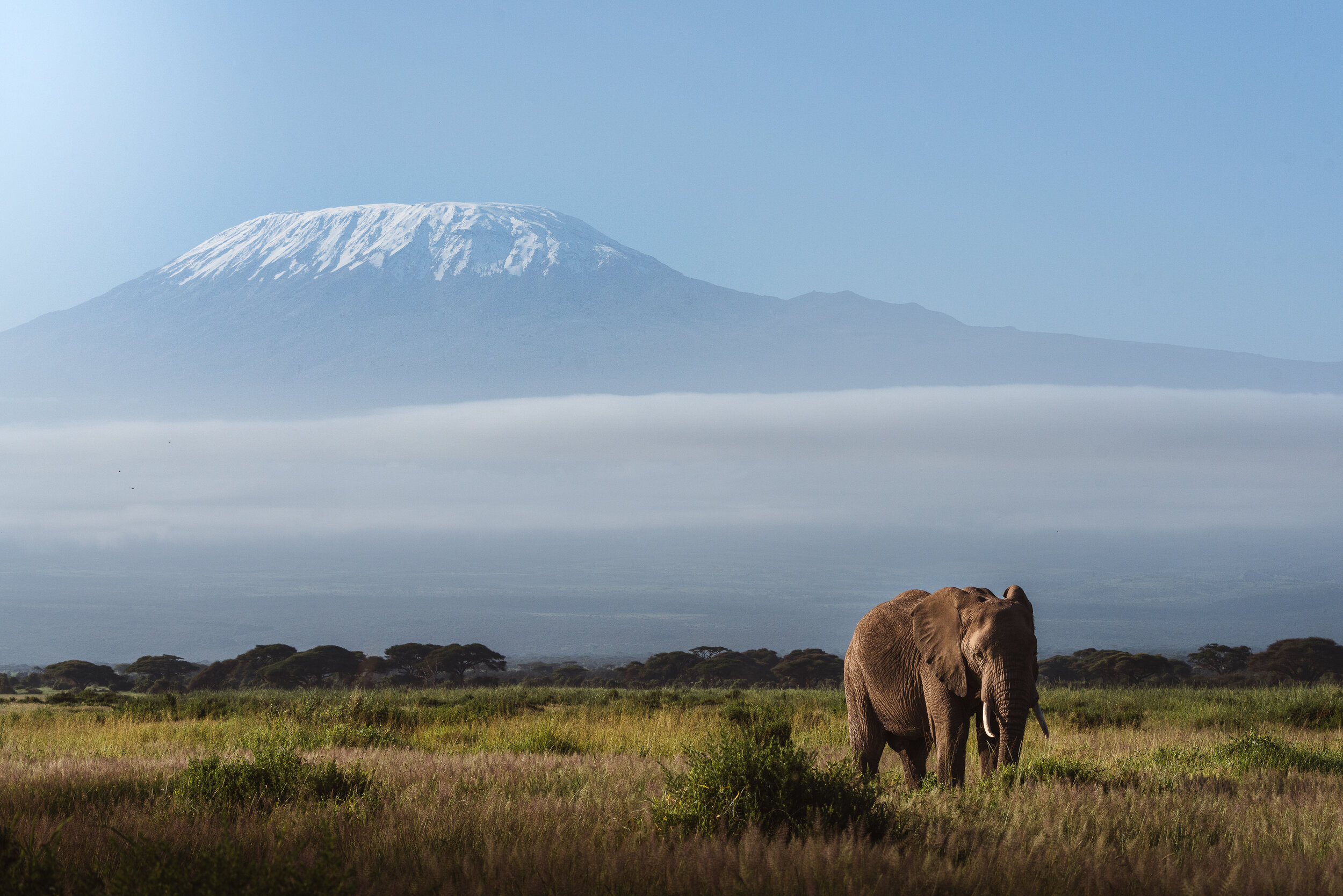 Elephant and Mount Kilimanjaro