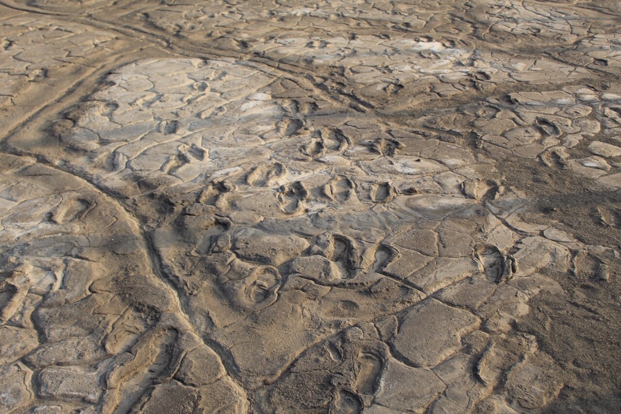 Hominid Footprints at Lake Natron (Copy)