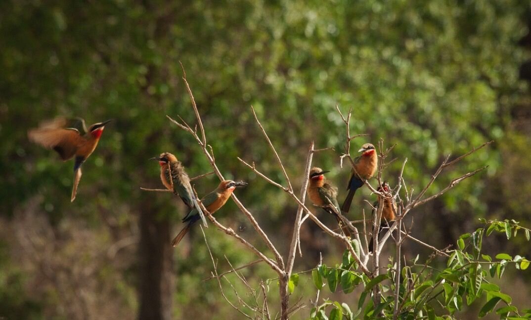 Birdlife in the Selous