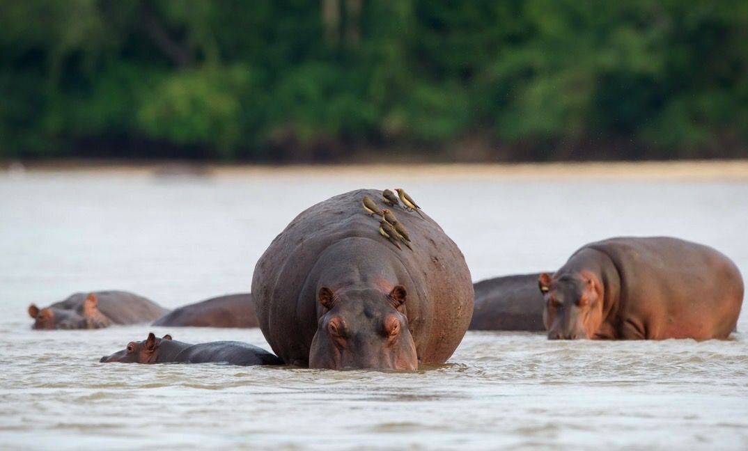 Hippos in the Selous Game Reserve (Copy)