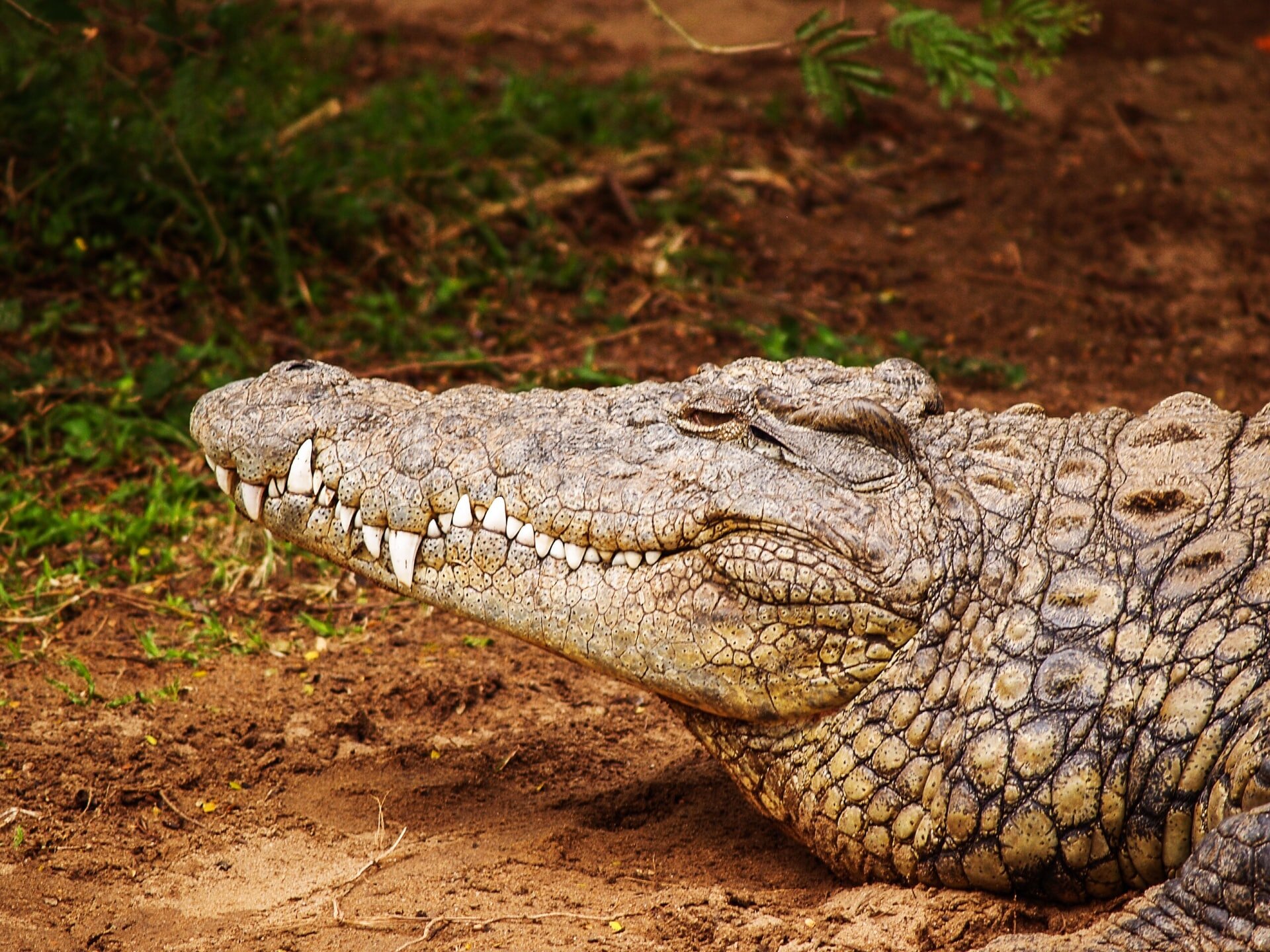 Crocodile Selous Game Reserve