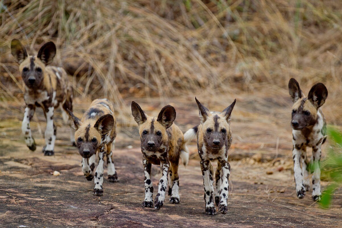 Wild Dogs Selous Game Reserve (Copy)