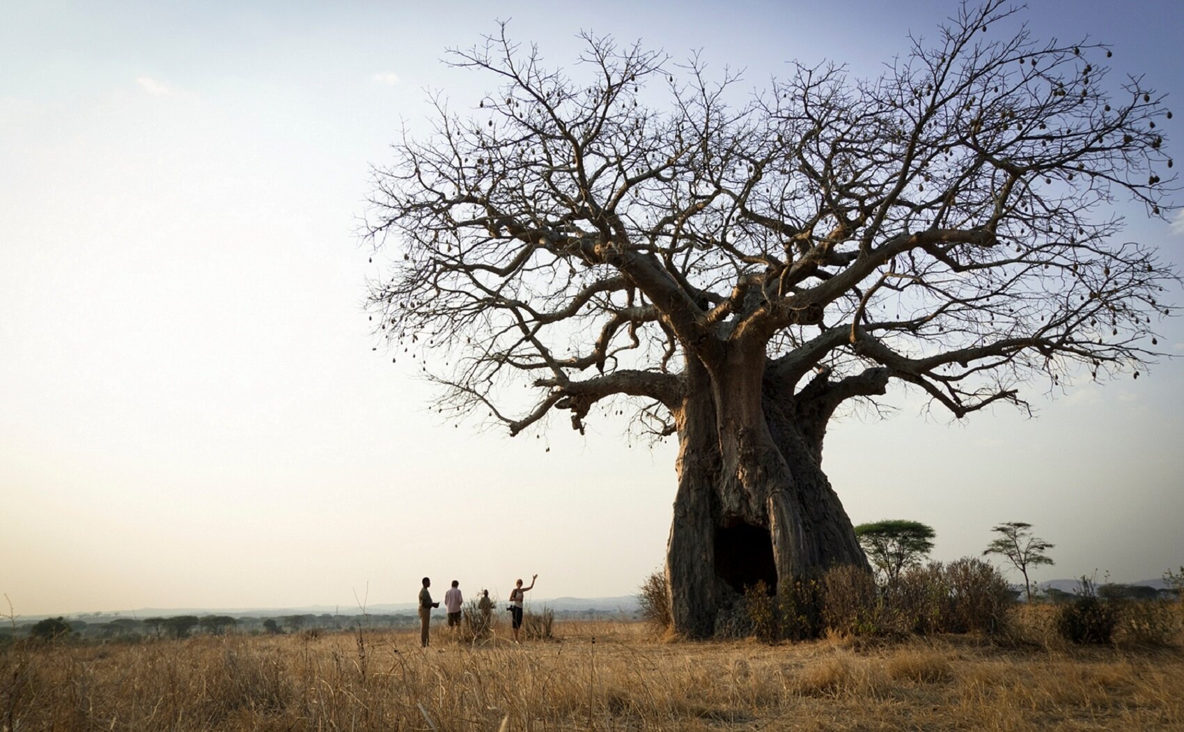 Baobab in Ruaha National Park