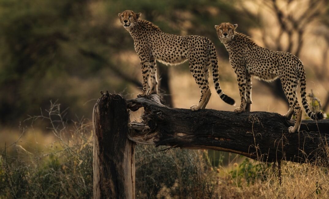 Cheetah Ruaha National Park